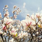 Fiori di magnolia contro un cielo blu